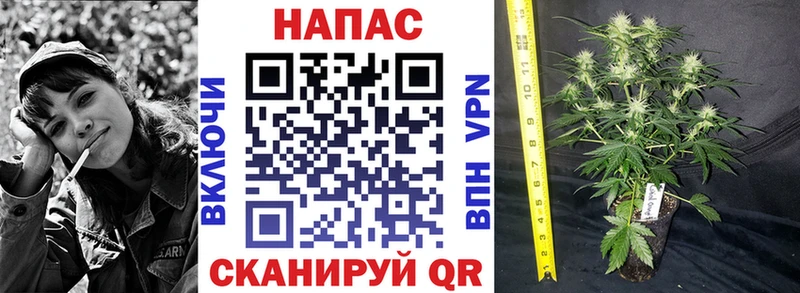 MEGA ссылки  Санкт-Петербург  Бошки Шишки THC 21% 